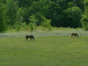 Horses in Washtenaw County 