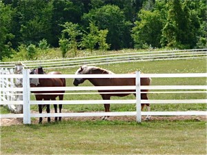 Horses in Washtenaw County 
